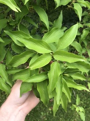 Cornus