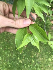 Cornus