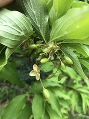 Cornus