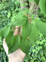 Cornus