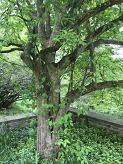 Cornus