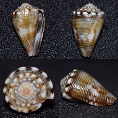 Conus mus