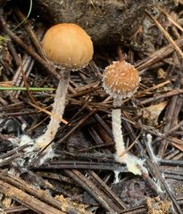 Psathyrella hirta