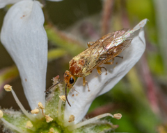 Hoplocampa