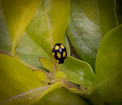 Oenopia quadripunctata