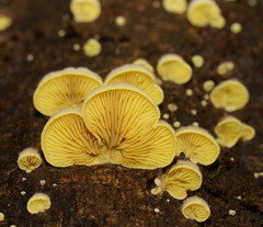 Crepidotus stromaticus