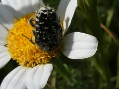Oxythyrea funesta