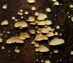 Crepidotus stromaticus