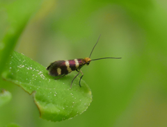 Micropterix aureatella