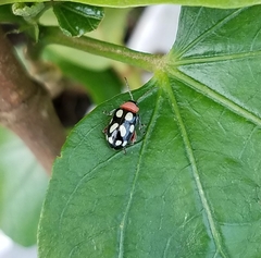 Omophoita simulans