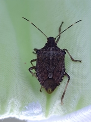 Halyomorpha halys