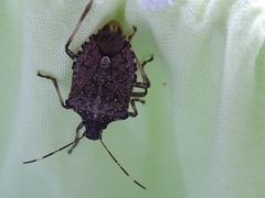 Halyomorpha halys