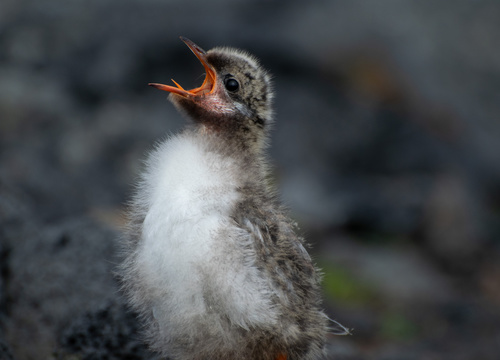 Sterne arctique