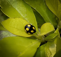 Oenopia quadripunctata