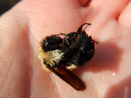 Bumble Bees photographed in West Virginia
