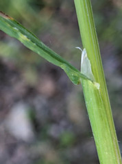 Poa trivialis