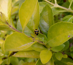 Oenopia quadripunctata