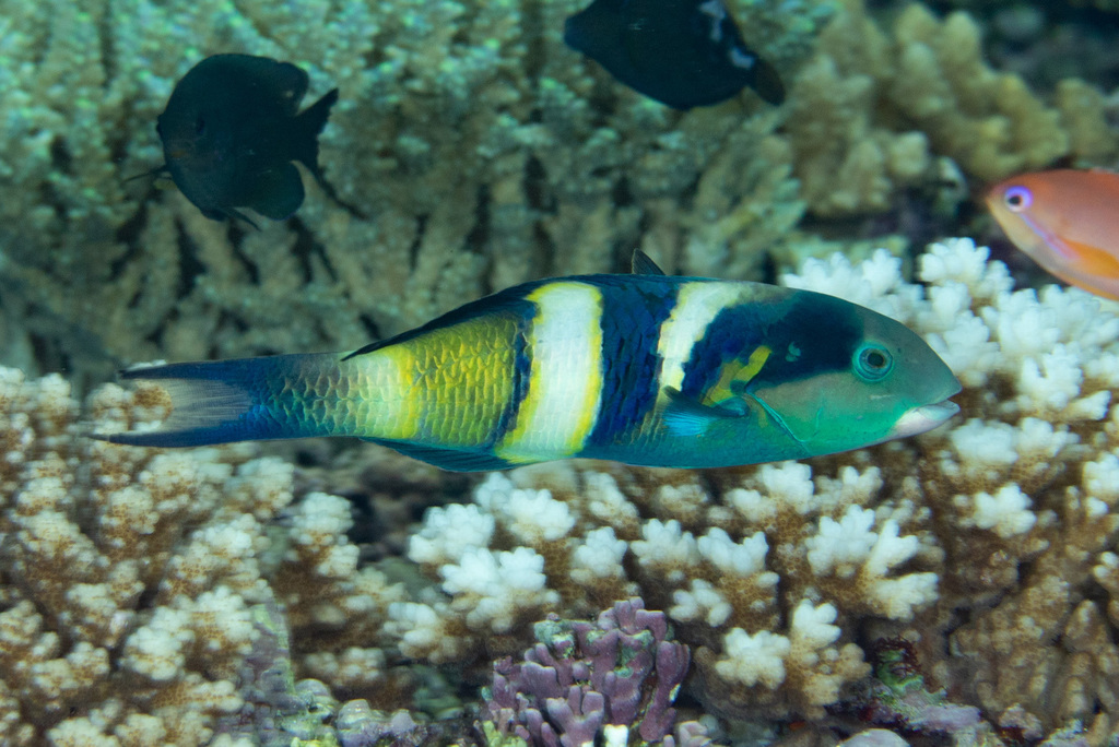 Black-Barred Wrasse