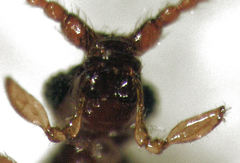 Pselaphophus atriventris