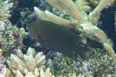 Pomacentrus brachialis