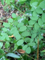 Indigofera tinctoria