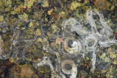 Amphipholis squamata image