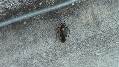 Capsodes