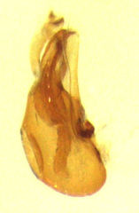 Pselaphophus atriventris