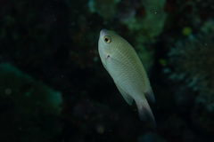 Pomacentrus callainus