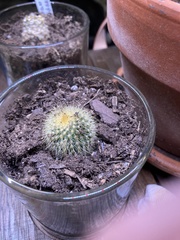 Parodia lenninghausii