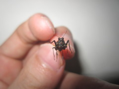 Scelimena guangxiensis