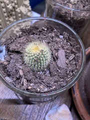 Parodia lenninghausii