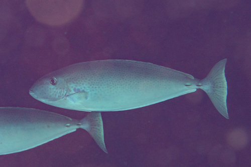 Slender unicornfish (Naso lopezi) — Acanthuridae