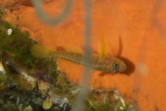Pale-Barred Goby photo 1