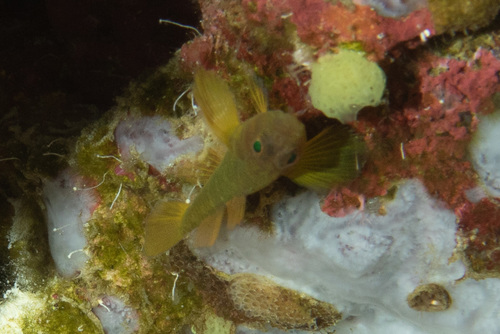 Paleband reef-goby (Priolepis pallidicincta) — Gobiidae — 3