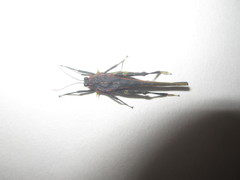 Scelimena guangxiensis