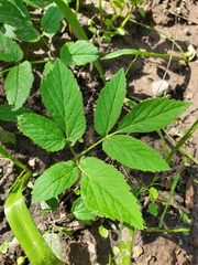 Aegopodium podagraria