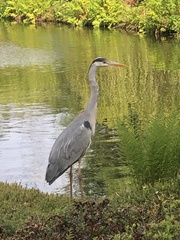 Ardea cinerea