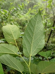 Alangium kurzii