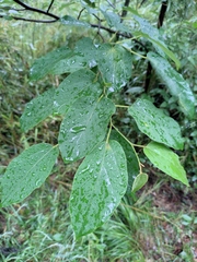Alangium kurzii