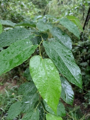 Alangium kurzii