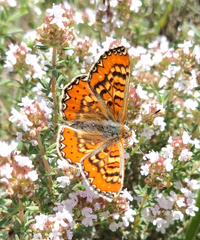 Euphydryas desfontainii