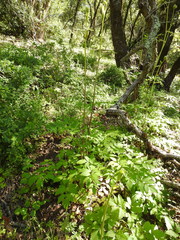 Angelica californica