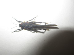 Scelimena guangxiensis