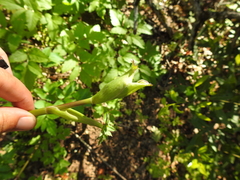 Angelica californica