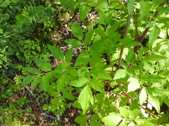 Angelica californica