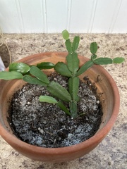 Schlumbergera buckleyi