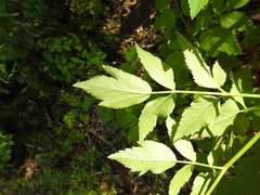 Angelica californica