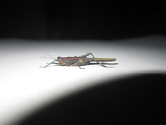 Scelimena guangxiensis