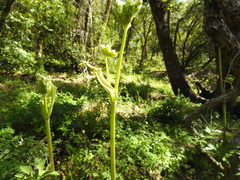 Angelica californica